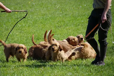 Basset fauve de Bretagne — photo de la race