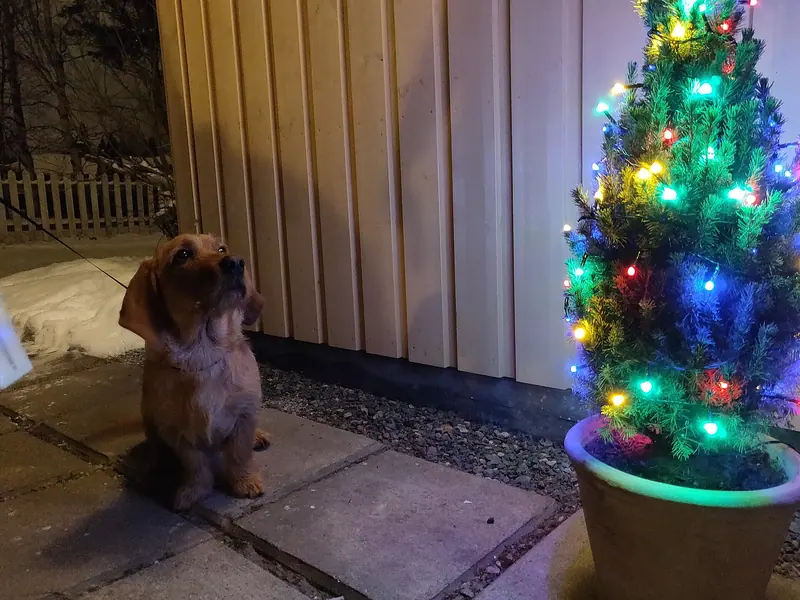 Basset fauve de Bretagne — Dog looking at christmas tree 01