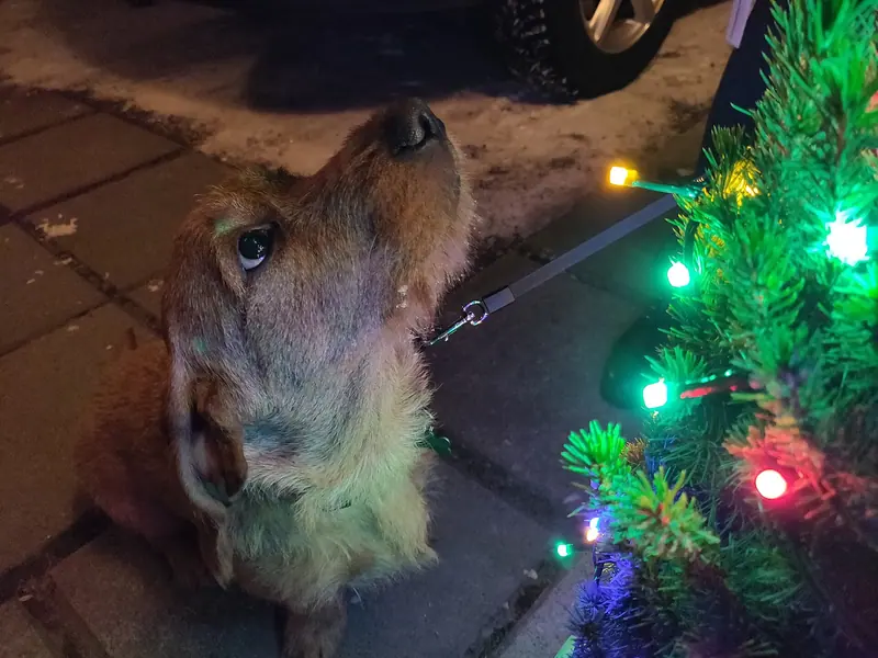 Basset fauve de Bretagne — Dog looking at christmas tree 02