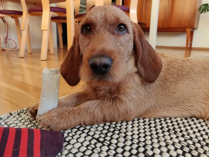 Basset fauve de Bretagne — Basset fauve de bretagne with a bone
