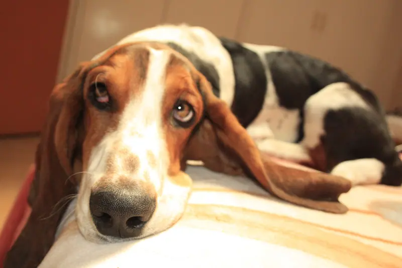 Basset hound — Baset