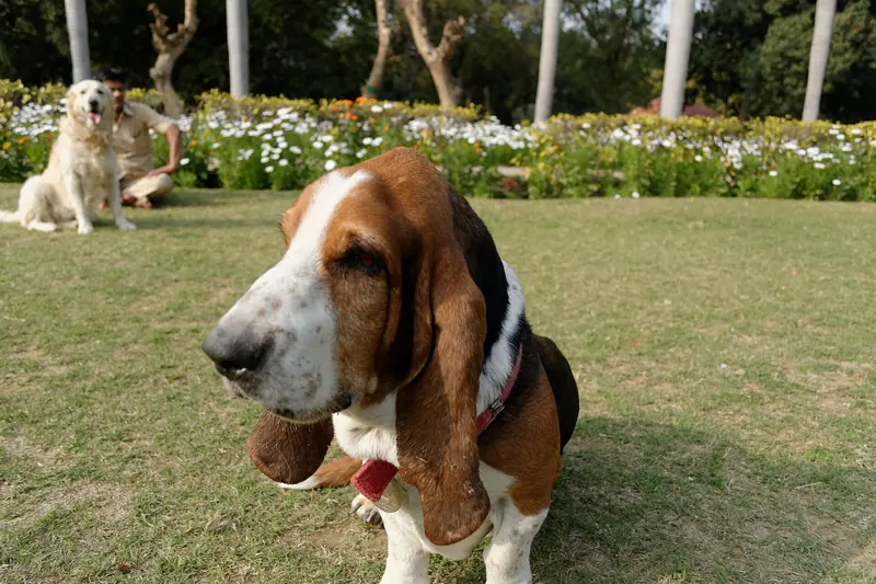Basset hound — A Basset Hound at Lodhi Gardens, Delhi