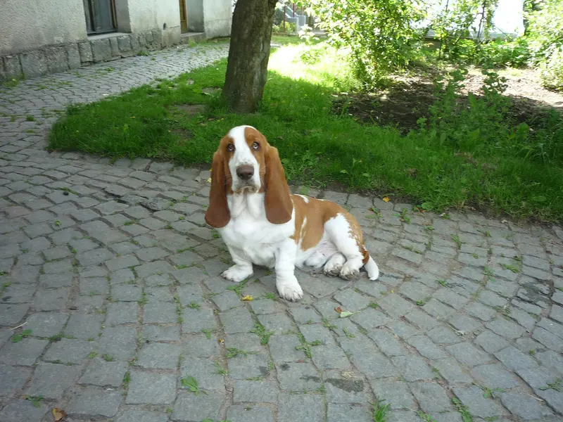 Basset hound — Basset Hound (Havlíčkův Brod) 01