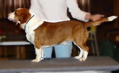Basset suédois — photo de la race