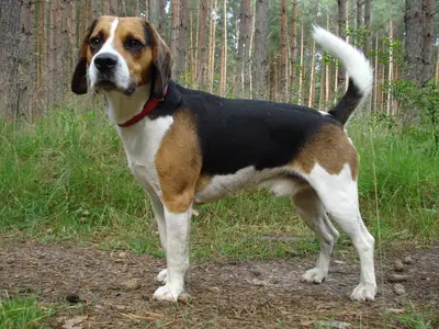 Beagle-harrier — photo de la race