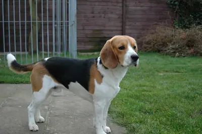 Beagle — photo de la race