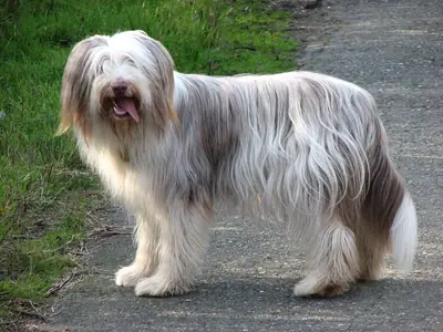 Bearded collie — photo de la race