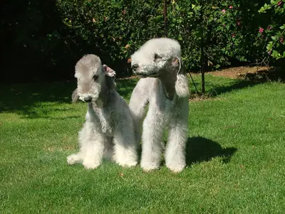 Bedlington terrier — photo de la race