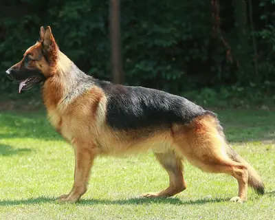 Berger allemand — photo de la race