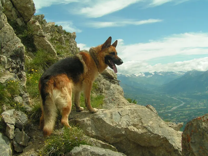 Berger allemand — Berger allemand en montagne