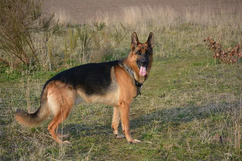 Berger allemand — German-shepherd-4040871920