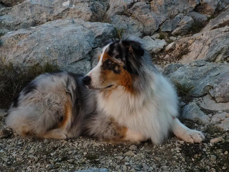 Berger australien — Mon chien est parfait