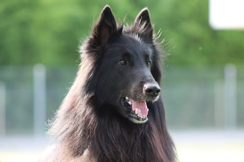 Berger belge Groenendael — Berger-belge-Groenendael-beauté