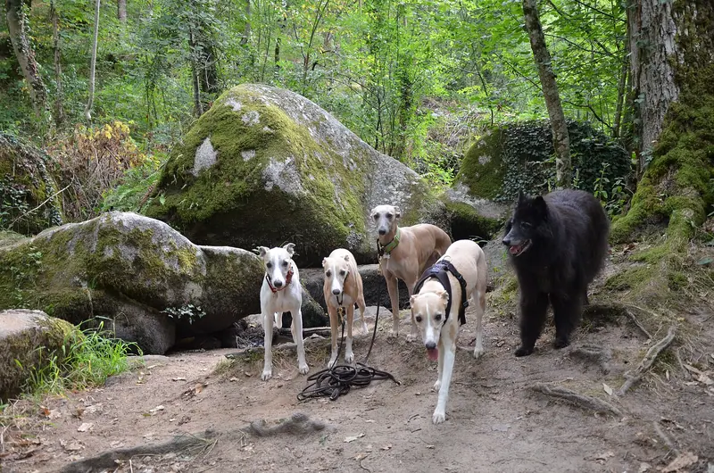 Berger belge Groenendael — Chapelet du diable