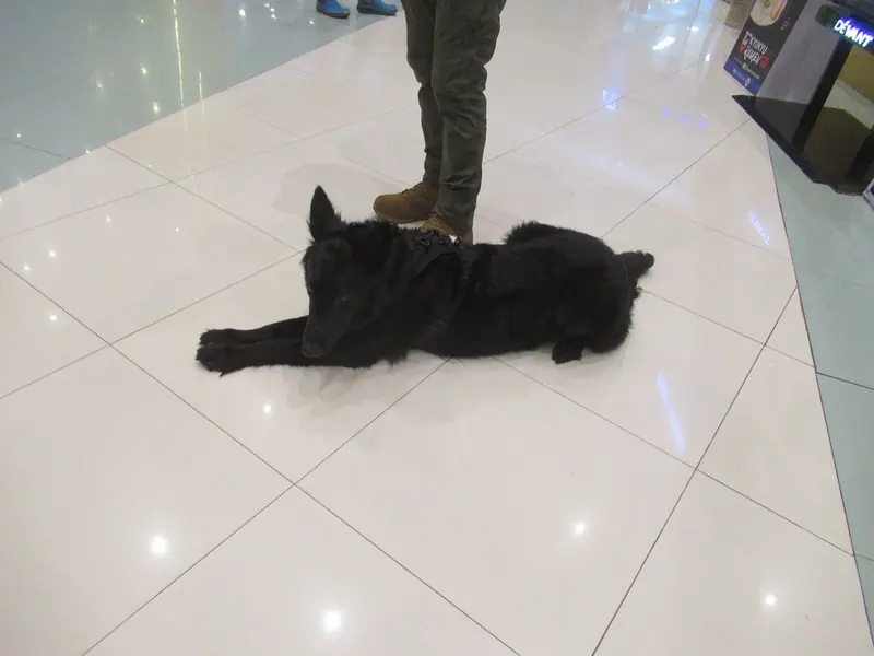 Berger belge Groenendael — Belgian Shepherd Groenendael (Region 3; 2023-07-26) E911a 01
