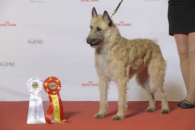 Berger belge Laekenois — photo de la race