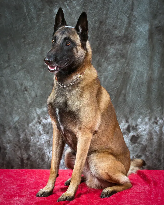 Berger belge malinois — HMKC Christmas Fun Run 2012 (8265428196)