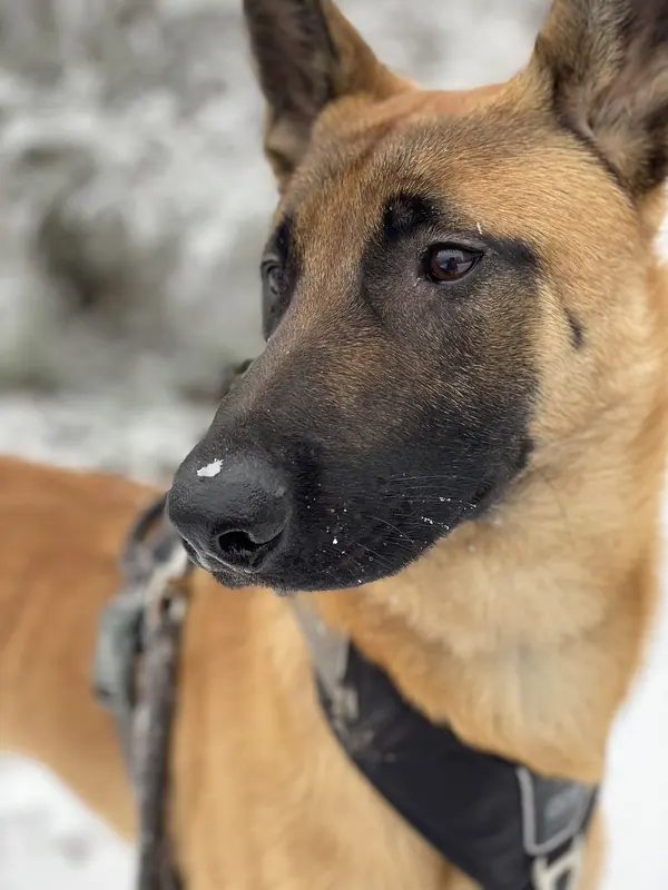 Berger belge malinois — Malinois.snow