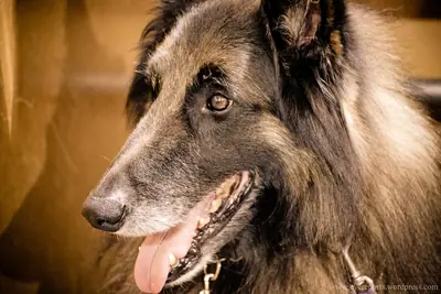 Berger belge Tervueren — photo de la race