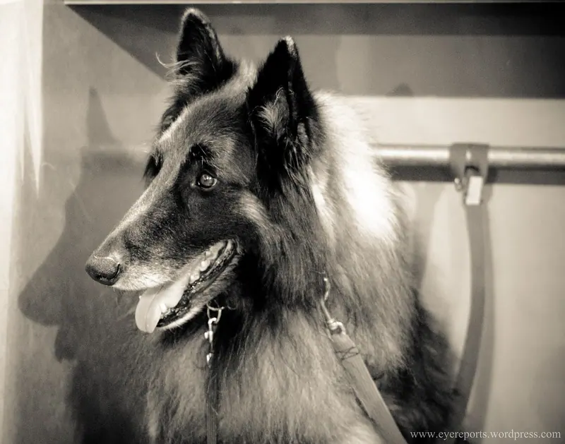 Berger belge Tervueren — Belgian shepherd tervueren (7982309723)