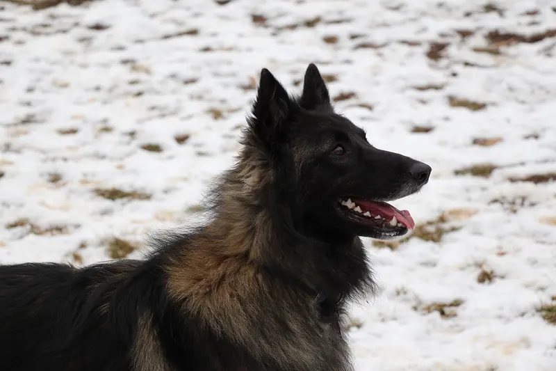 Berger belge Tervueren — MaleBelgianTerv 30mos