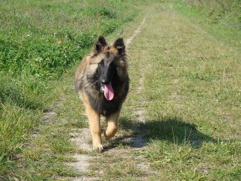 Berger belge Tervueren — Belgická fenka