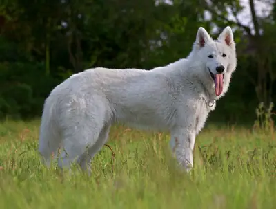 Berger blanc suisse — photo de la race