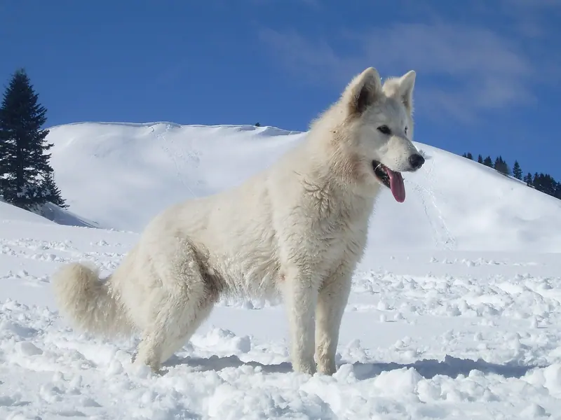 Berger blanc suisse — White Swiss Shepherd Dog Djinn (cropped)