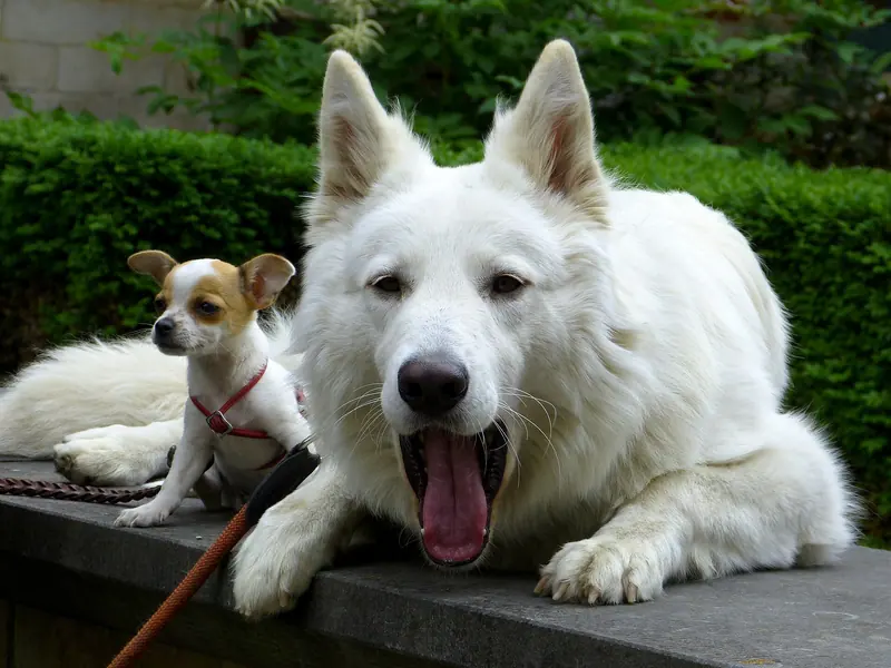 Berger blanc suisse — Chihua + Swiss Shep Friends