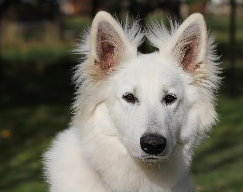 Berger blanc suisse — BSO pes