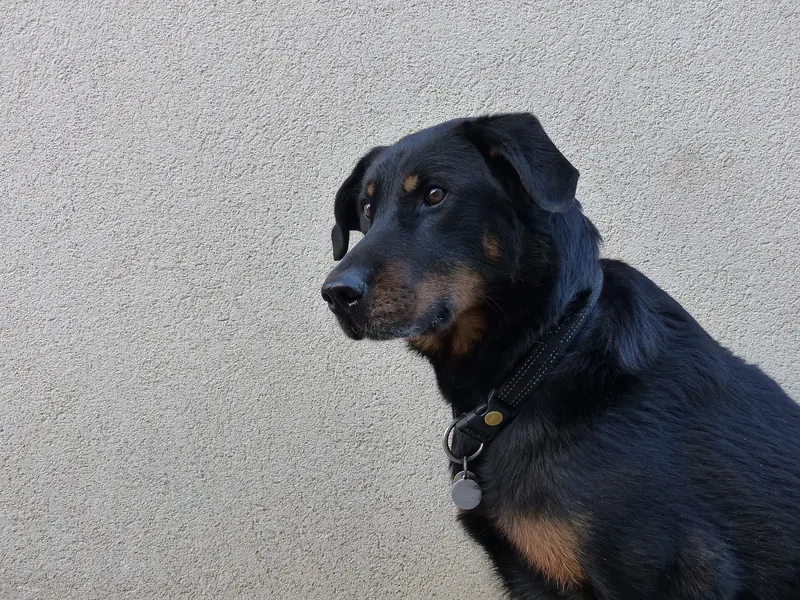 Berger de Beauce — Chien beauceron