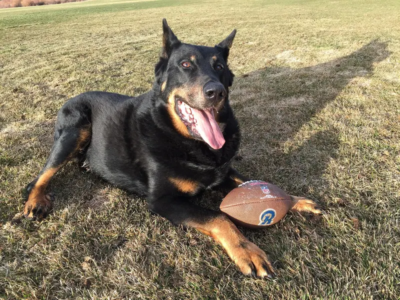 Berger de Beauce — A Beauceron in Colorado 07