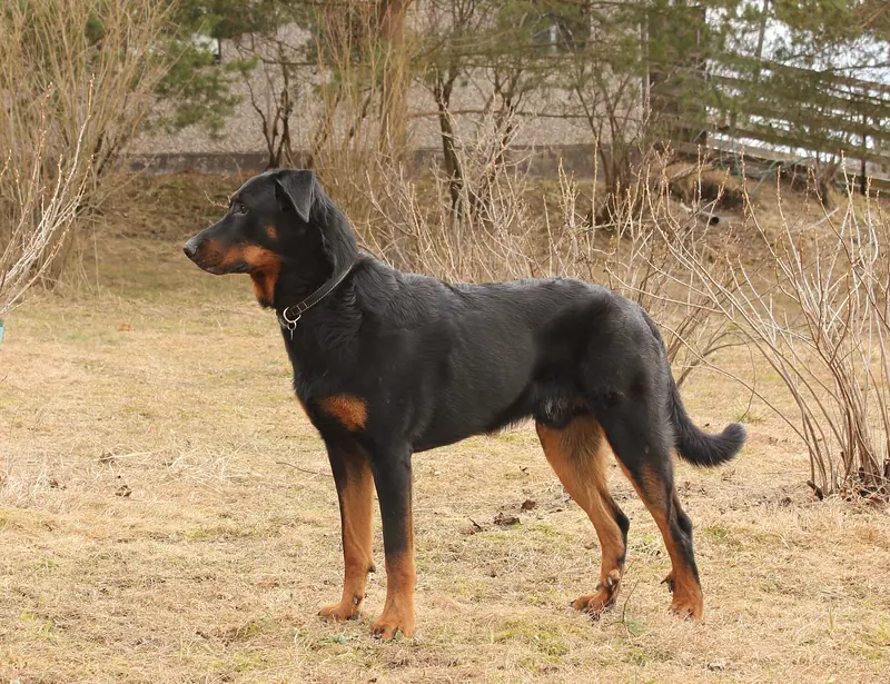 Berger de Beauce — Beauceron uros