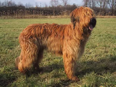Berger de Brie — photo de la race