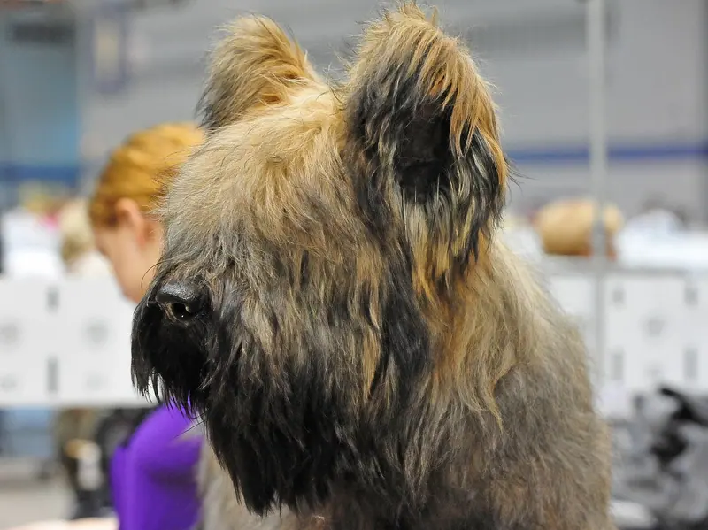 Berger de Brie — A Briard