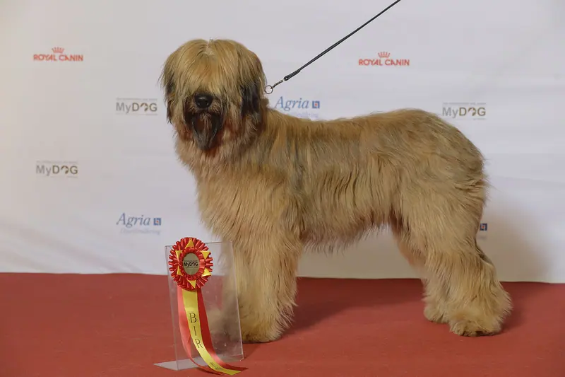 Berger de Brie — BRIARD, Briemates Golden Gipsy Dk (24264727246)