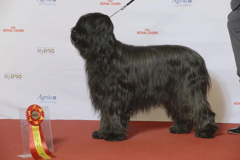 Berger de Brie — Grupp 1, BRIARD, CIB&CIE CSSP CH EE CH KORAD NORD&FI UCH TJH(PTRH) Chêne Colinne’s Dissmissed (23683385323)