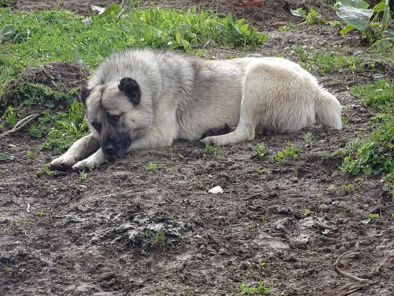 Berger du Caucase — Kaukasischer Hütehund