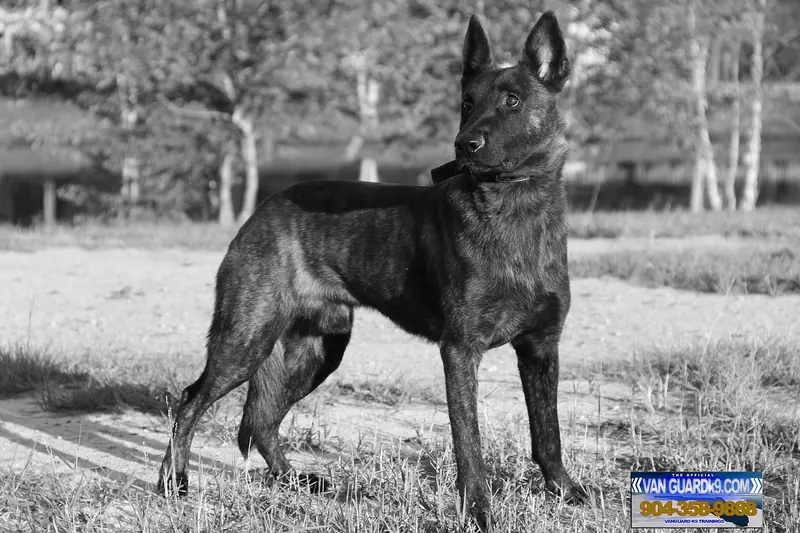 Berger hollandais — Dutch Shepherd Neros van Guard