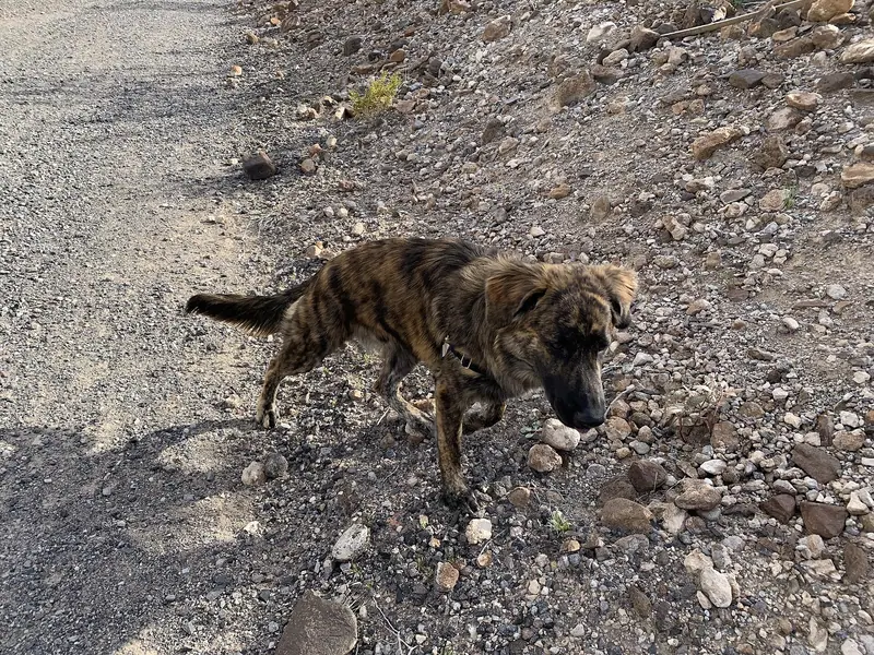 Berger hollandais — Linus (dog) on a desert trail