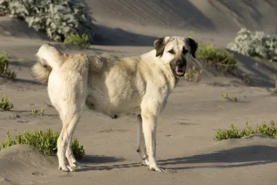 Berger Kangal — photo de la race