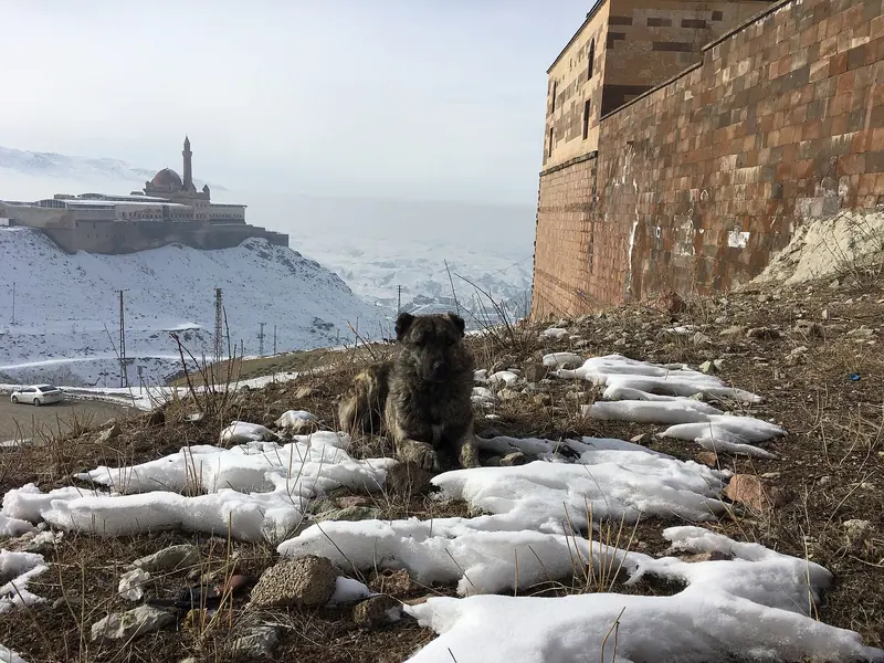 Berger Kangal — Dogubeyazit - Ishak Pasa Sarayi