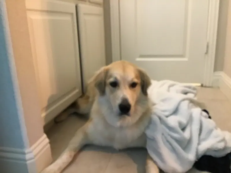 Berger Kangal — Anatolian Shepard 