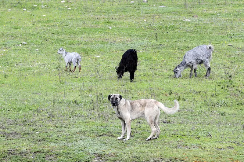 Berger Kangal — Dog and Kids, Kozan