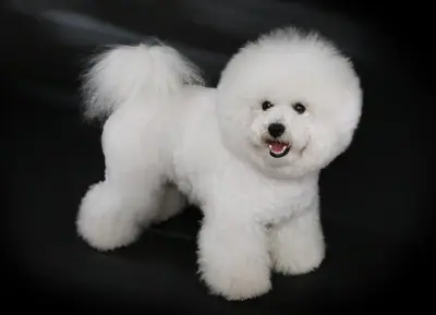 Bichon à poil frisé — photo de la race