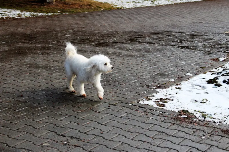 Bichon à poil frisé — 2017 Bichon Frisé - 2