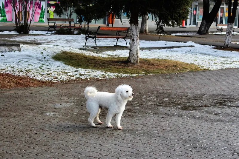 Bichon à poil frisé — 2017 Bichon Frisé - 1