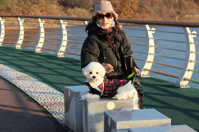 Bichon à poil frisé — Bichon Frisé(AMJ)