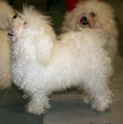 Bichon bolonais — photo de la race