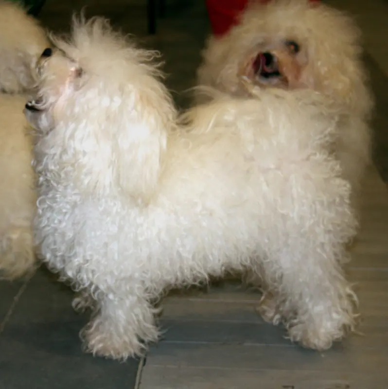 Bichon bolonais adulte, photographié en extérieur